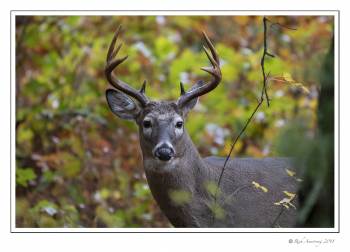 white-tailed buck 8pt  copy.jpg